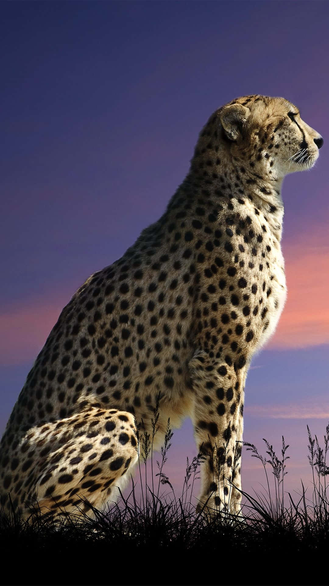 Cheetah Iphone Aesthetic Purple Sky Background
