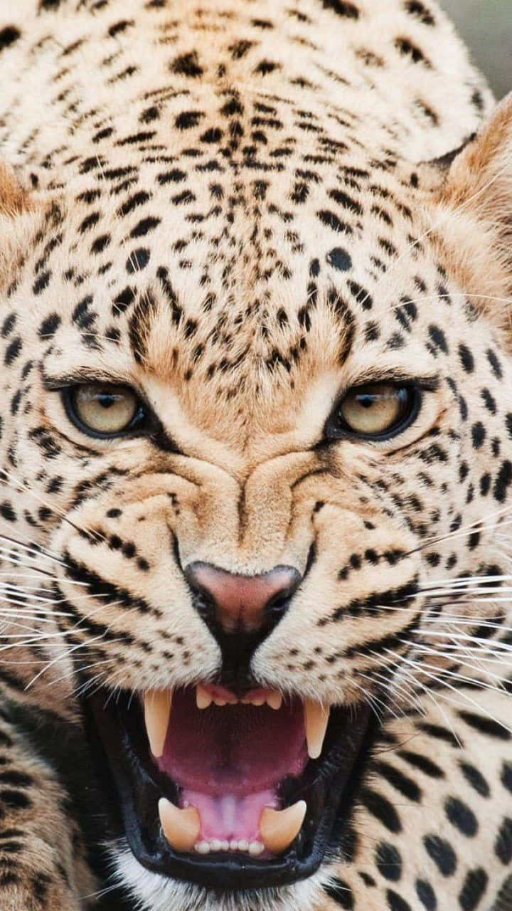 Cheetah Iphone Angry Growl Background