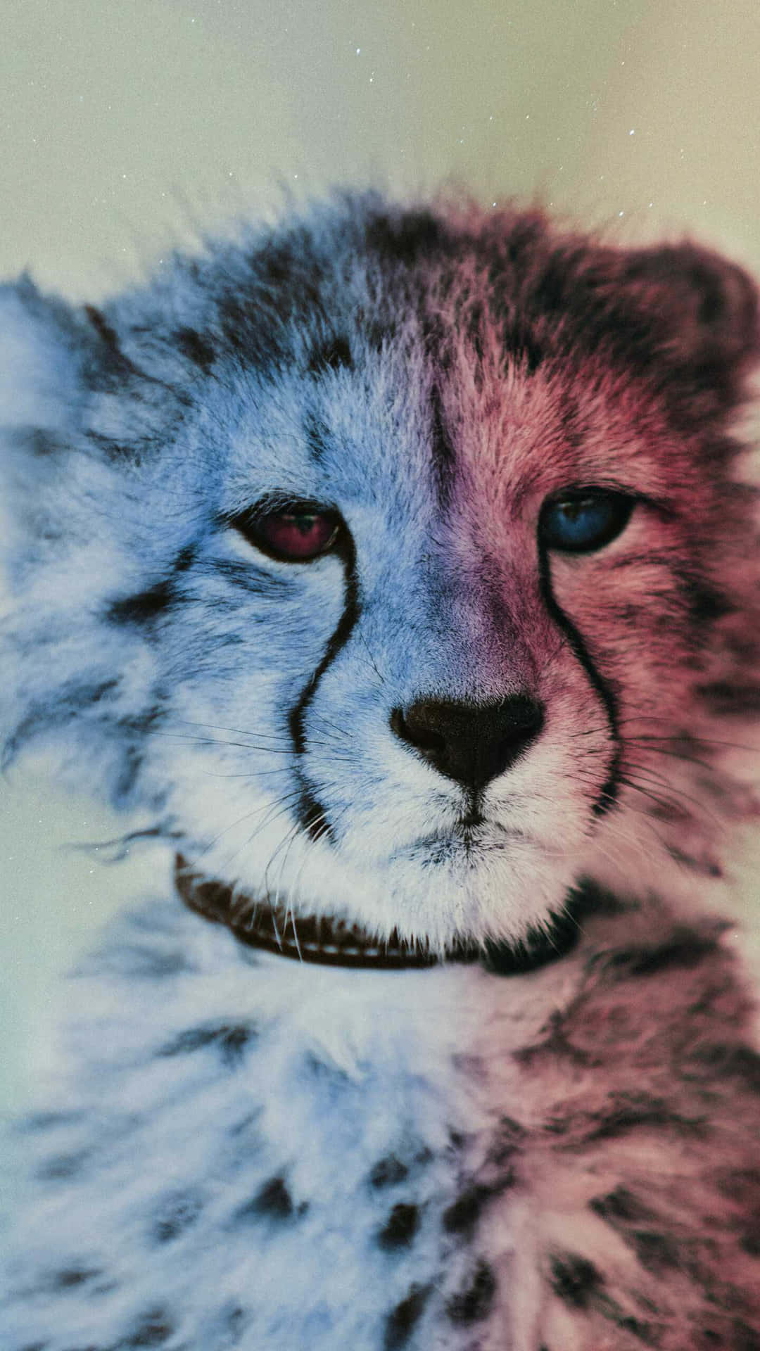 Cheetah Iphone Cub Odd Eye Background
