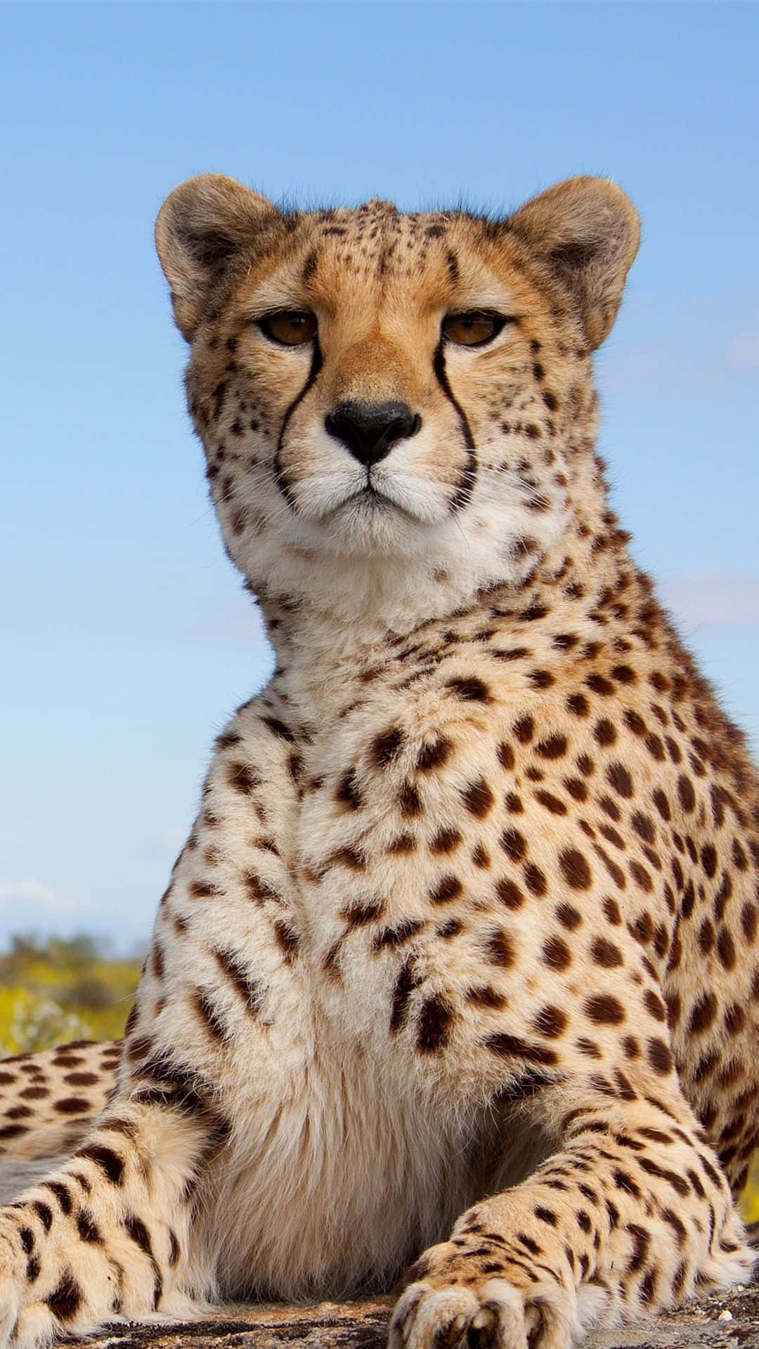 Cheetah Iphone Front Stare Camera Background