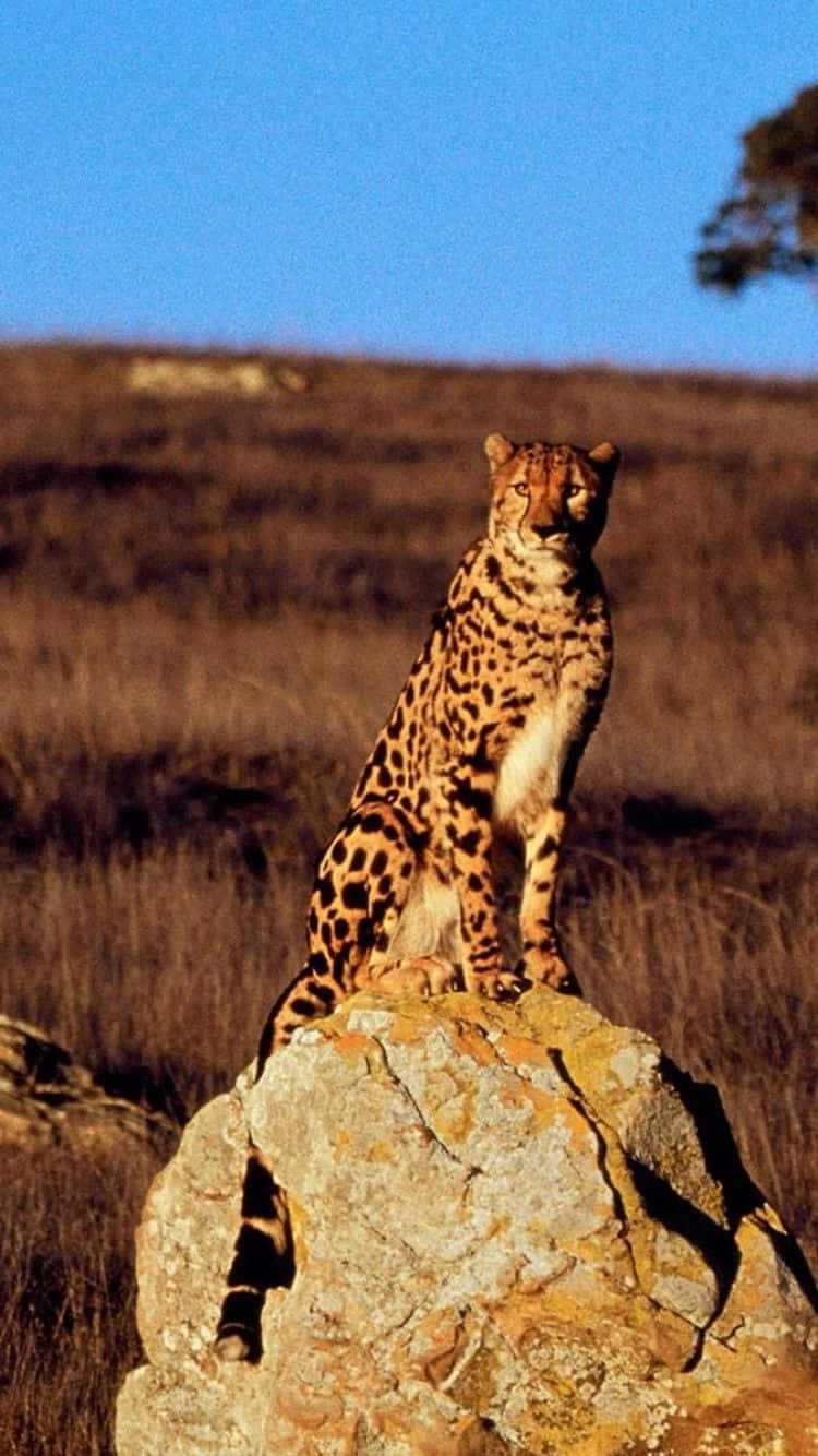 Cheetah Iphone Rock Wild Jungle Background