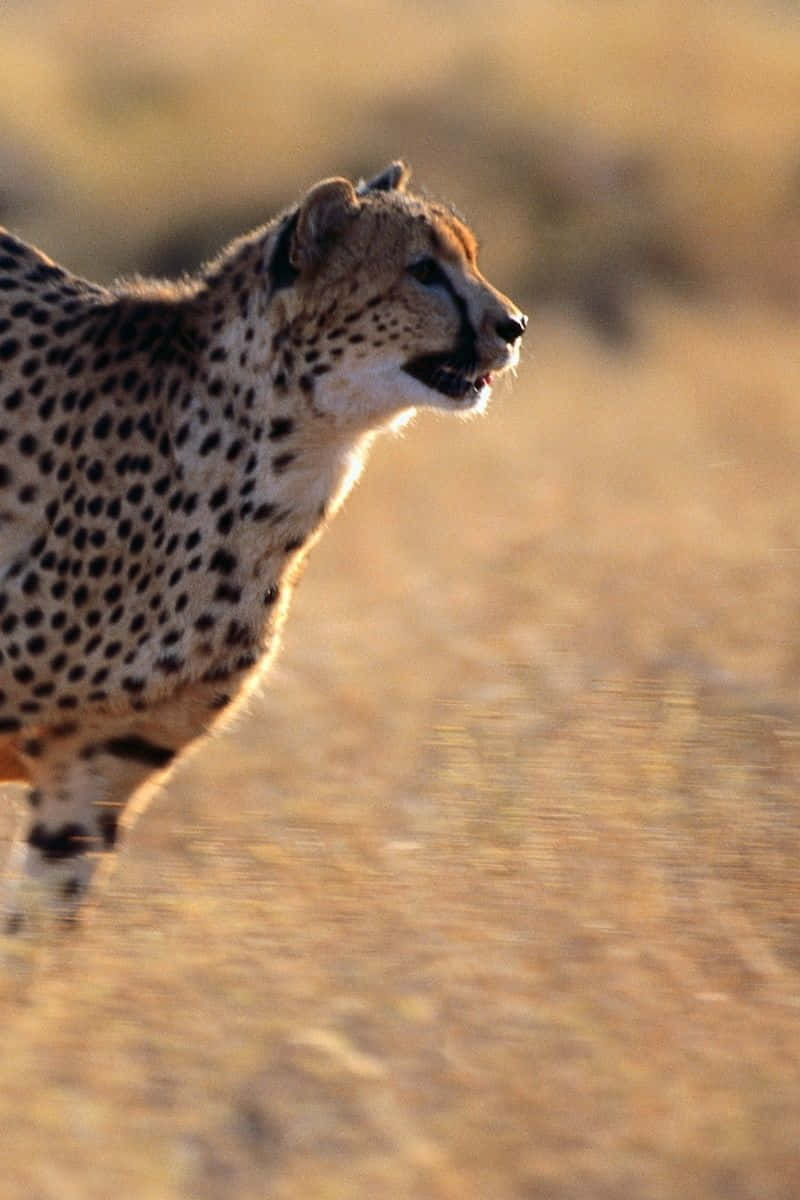 Cheetah Iphone Run Chase Wild Background