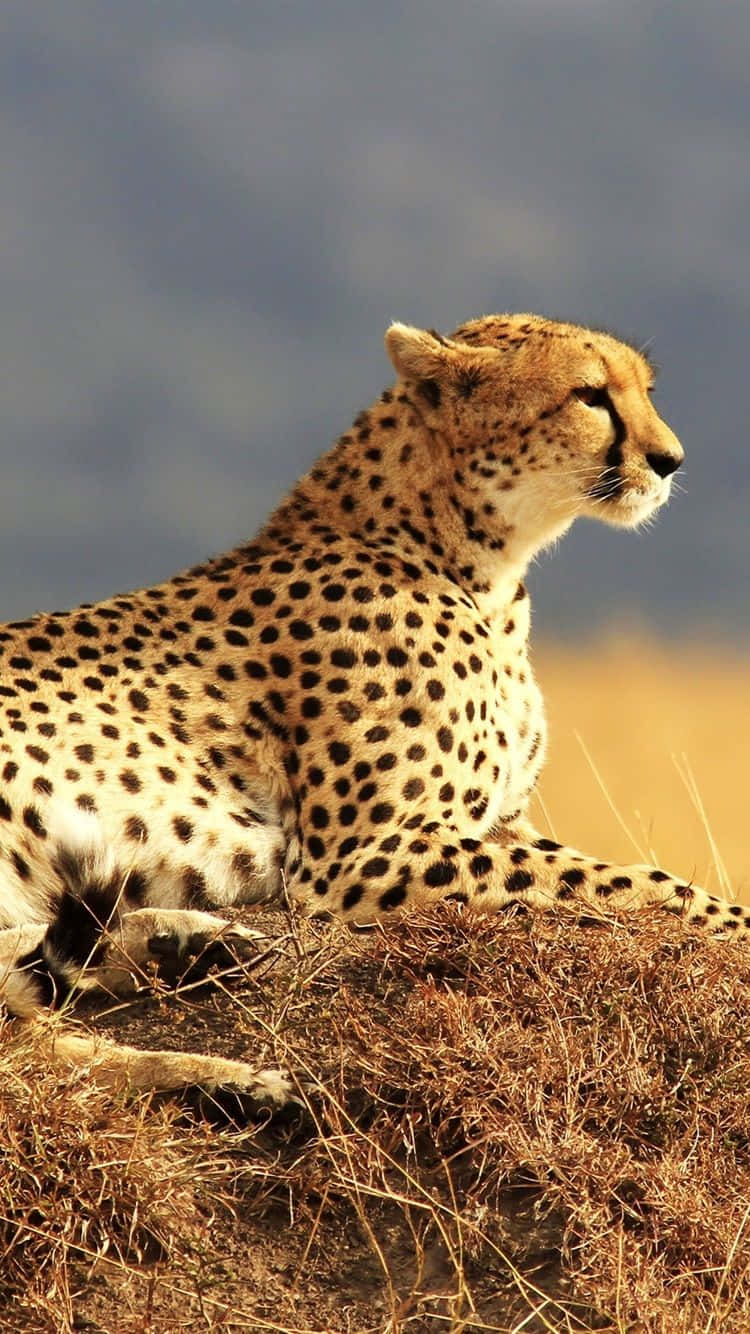 Cheetah Iphone South African Chill Background
