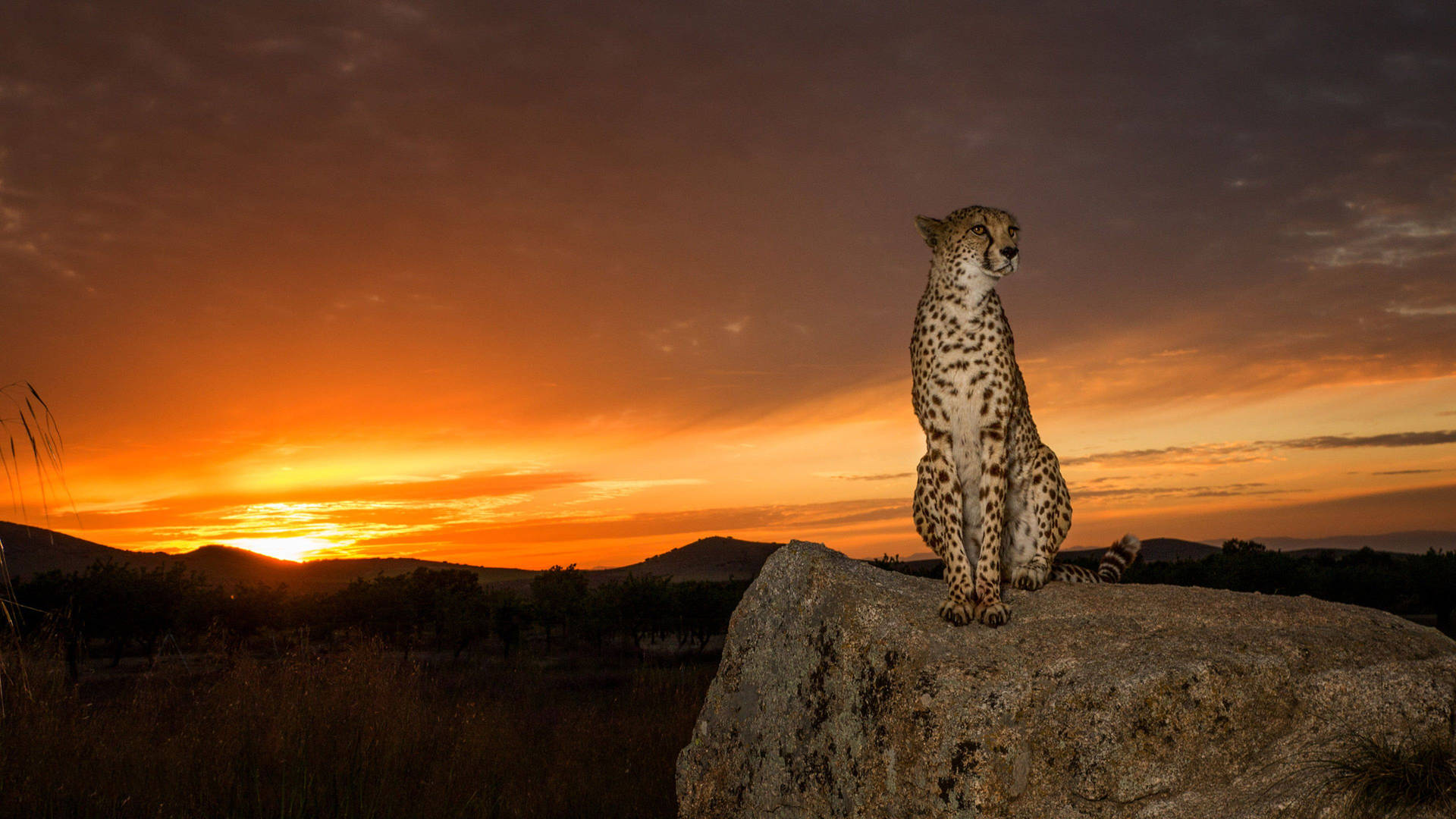 Cheetah On Rock Africa 4k