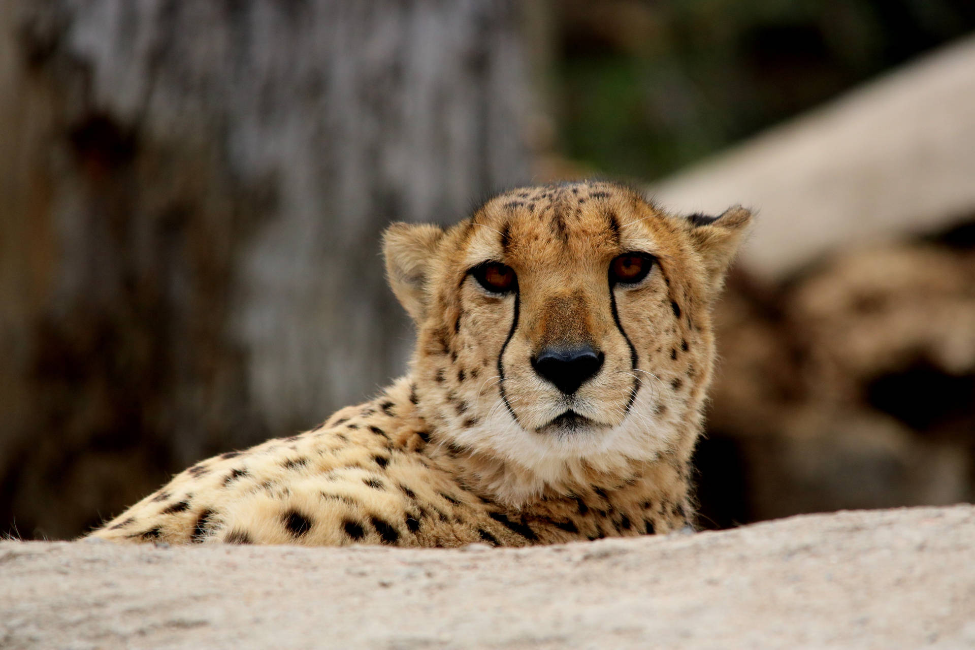 Cheetah Predator Close-up Background