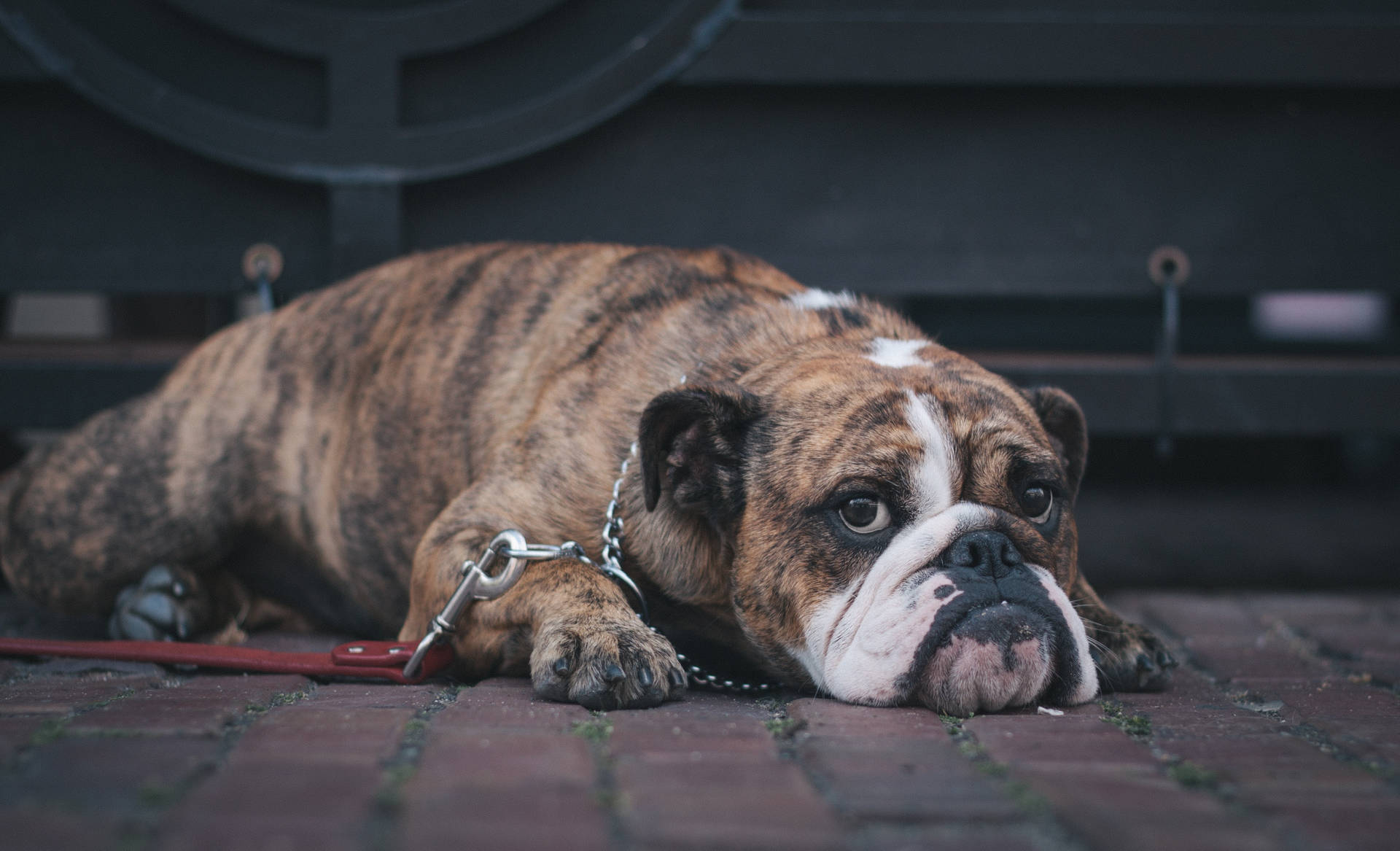 Cheetah Print English Bulldog