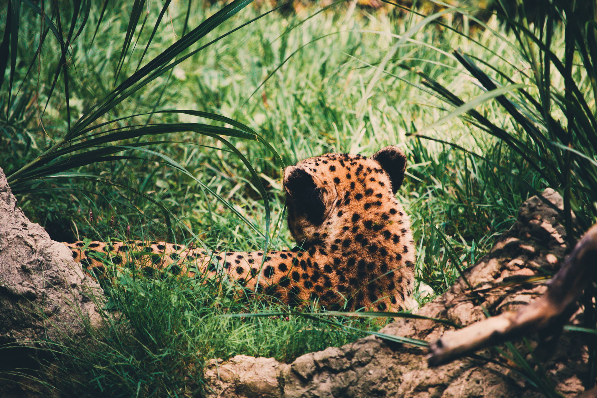 Cheetah Print In Nature Background