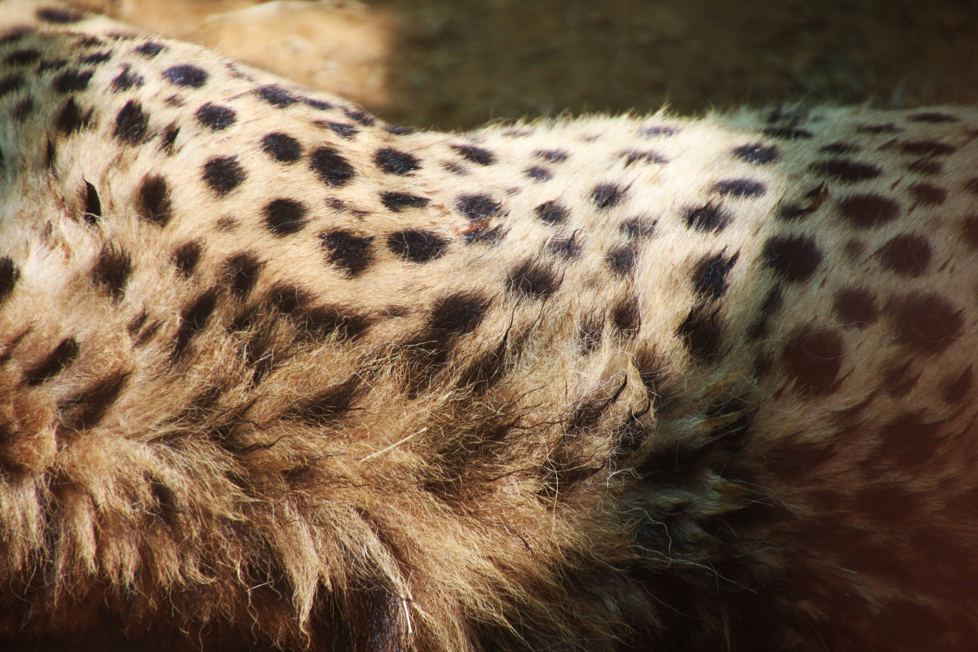 Cheetah Print Spots Background