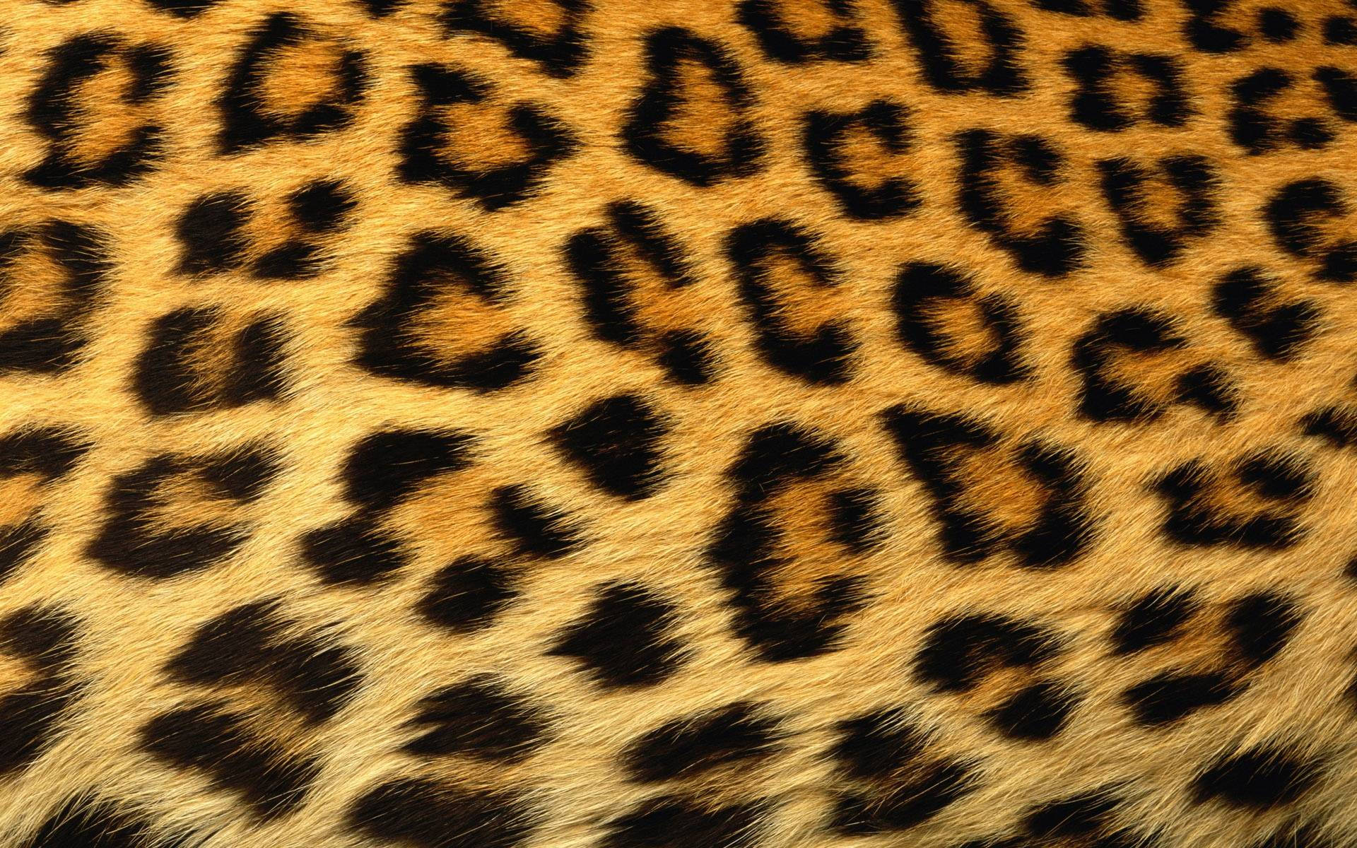 Cheetah Print Yellow Fur Background