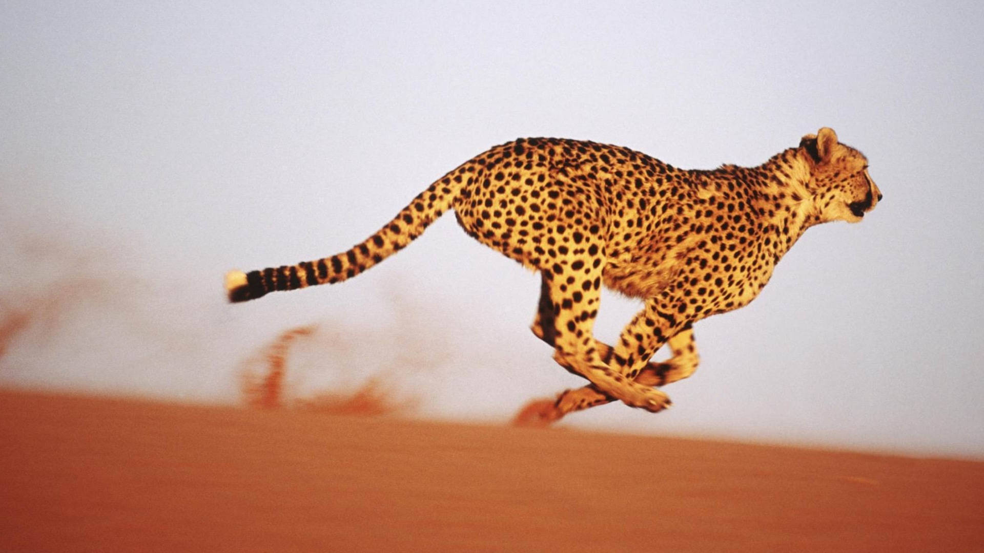 Cheetah Running In Desert Background