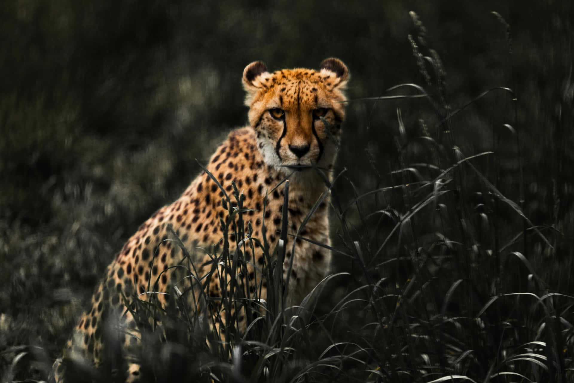 Cheetah Sprinting Across The African Plain Background