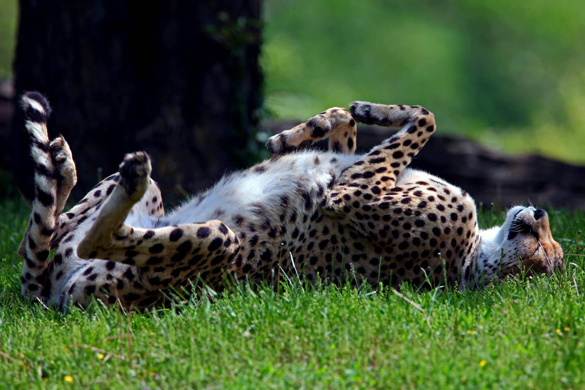 Cheetah Tumble On A Grass Background