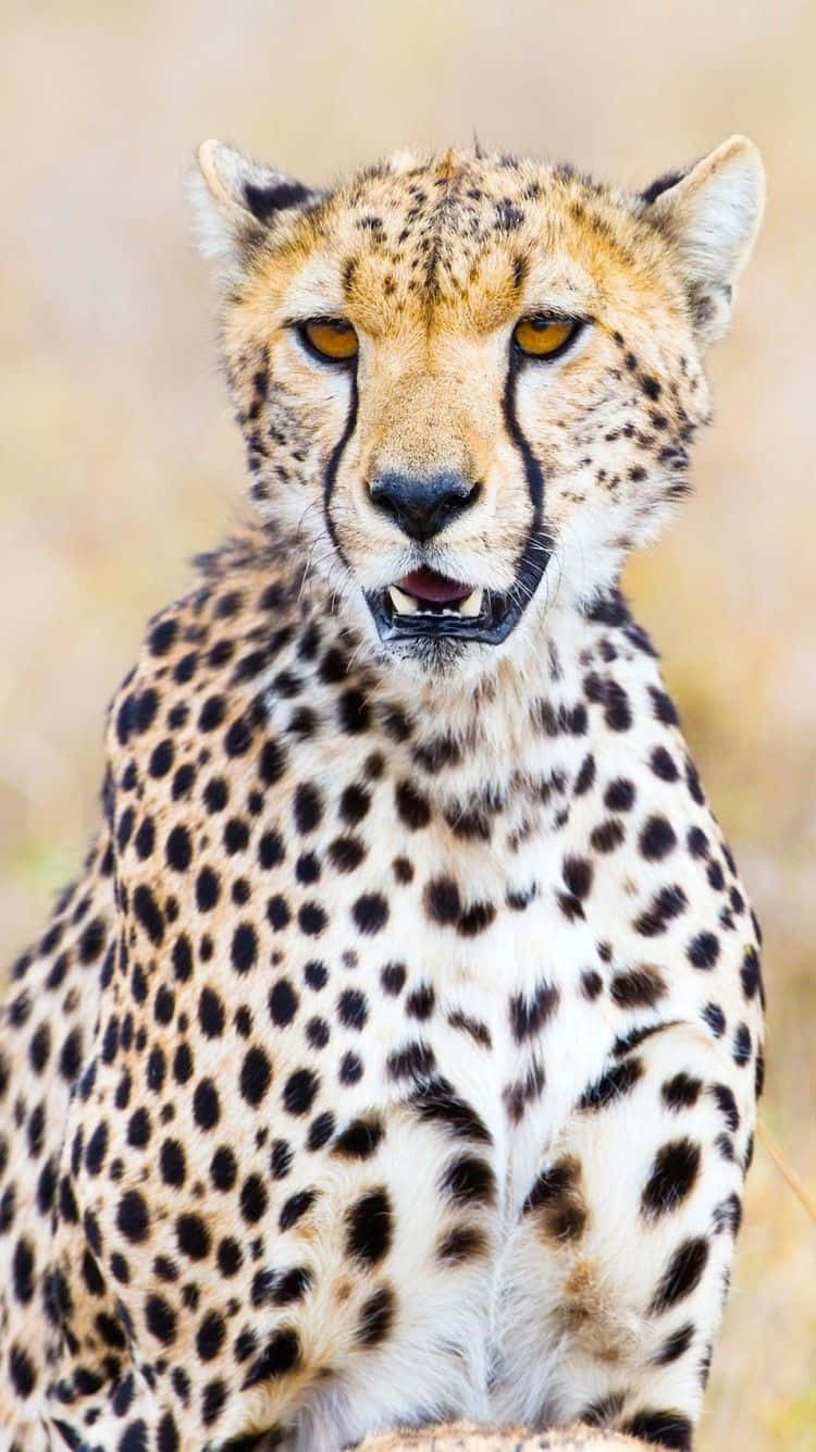 Cheetah Wild Animal Candid Iphone Background