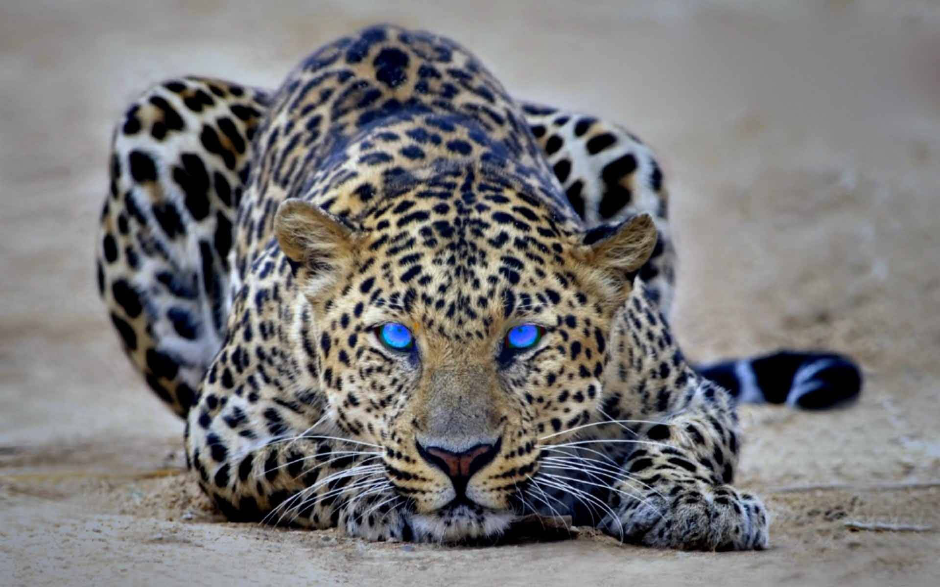 Cheetah With Dazzling Eyes Background