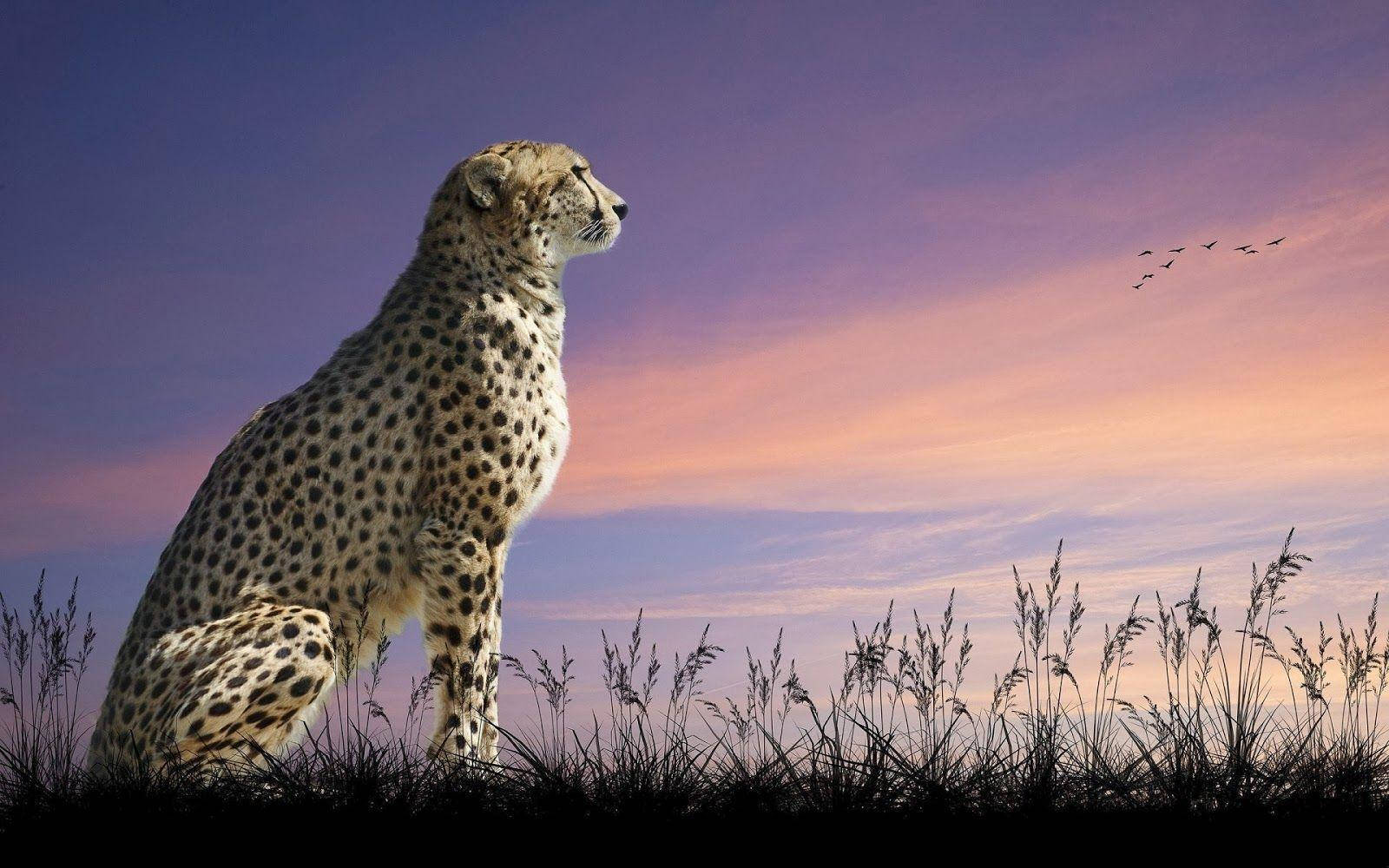 Cheetah With Sunset Background