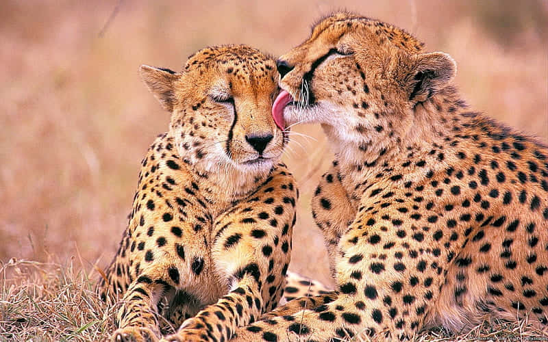 Cheetahs_ Affectionate_ Grooming.jpg Background
