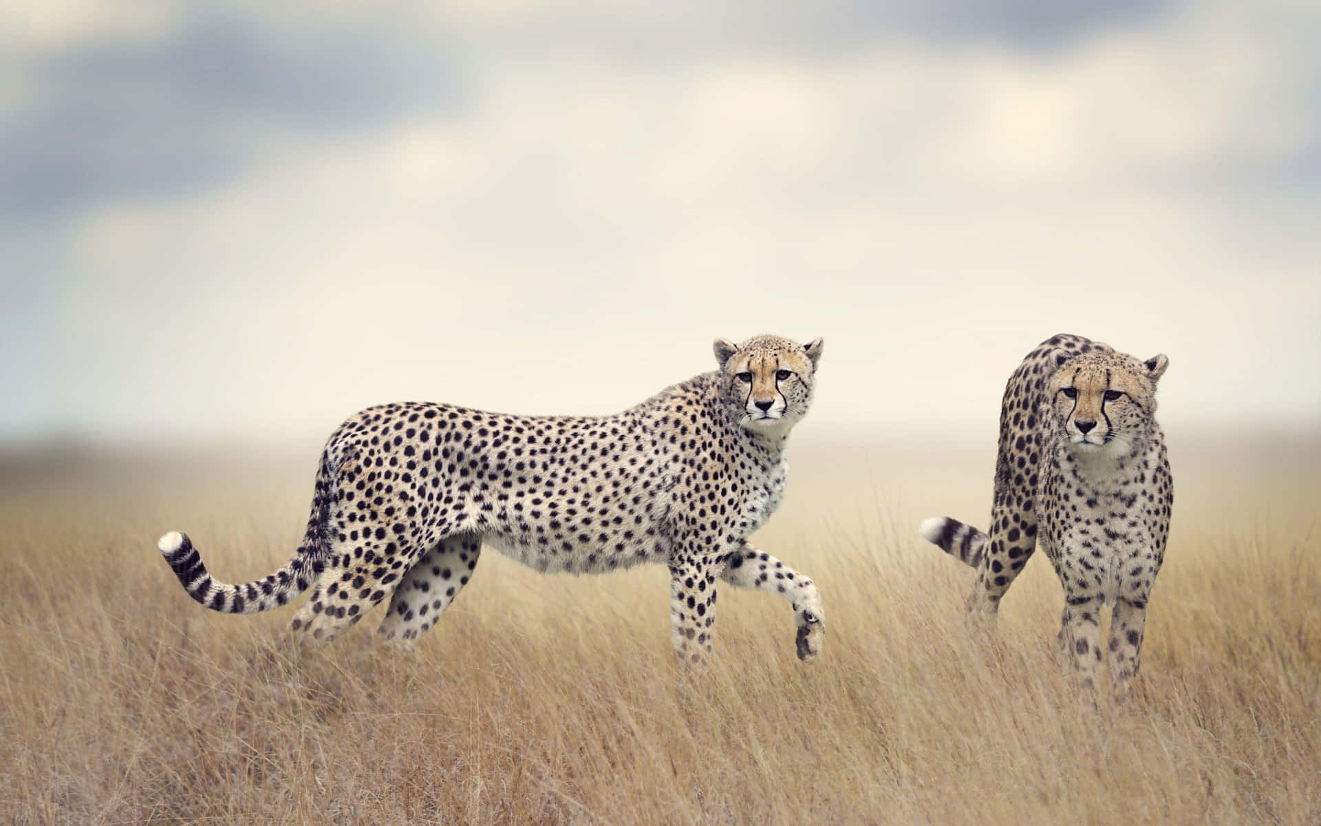 Cheetahsin Savannah Stride Background