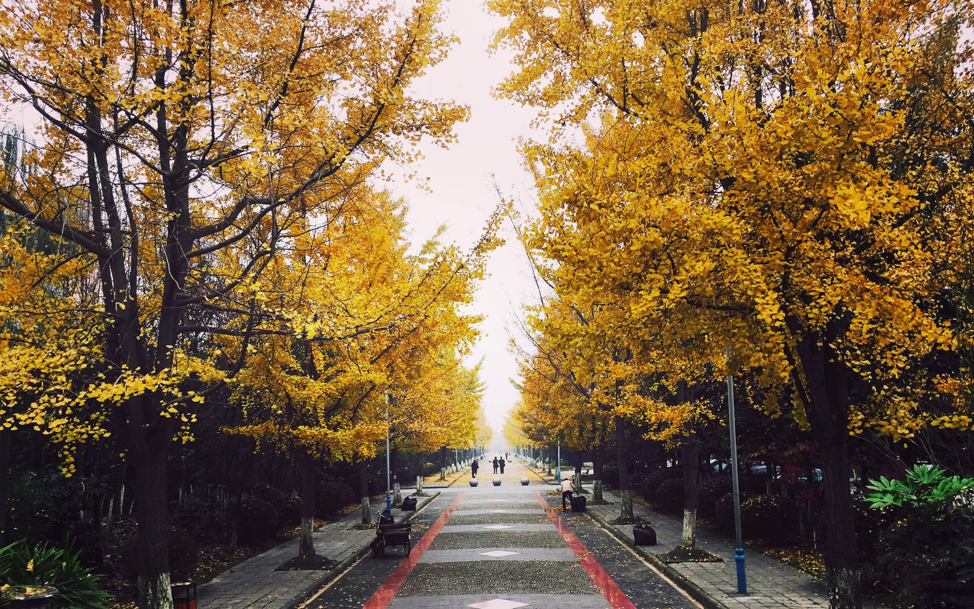 Chengdu Autumn Season