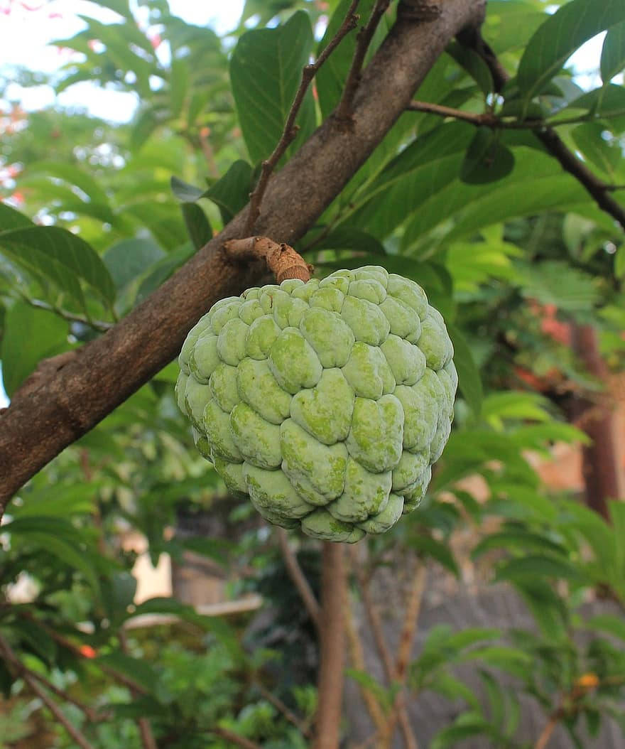 Cherimoya Native Custard Apple Background