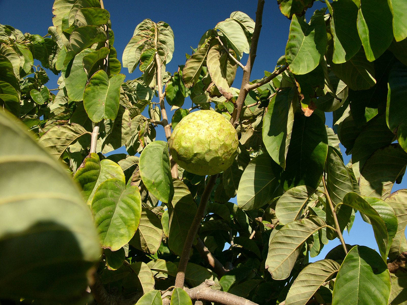 Cherimoya Spanish Cultivars Fruit