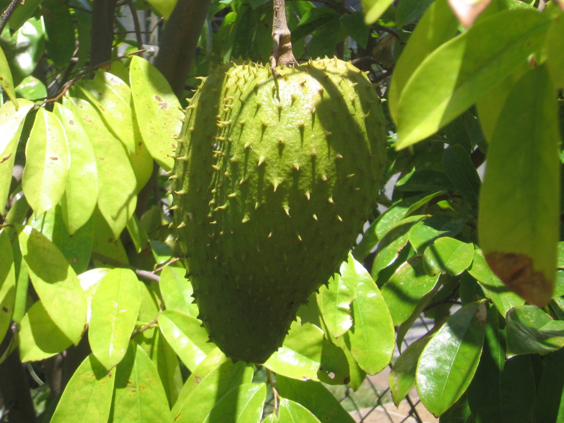 Cherimoya: The Custard Apple