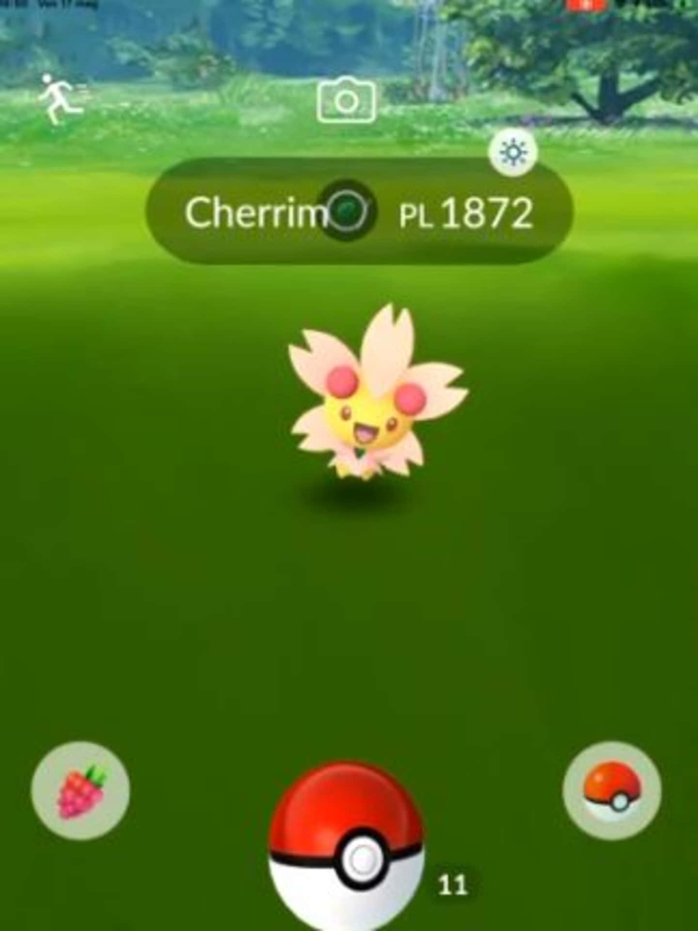 Cherrim Stands In Front Of A Poke Ball, Glowing Brightly In A Beam Of Sunshine. Background