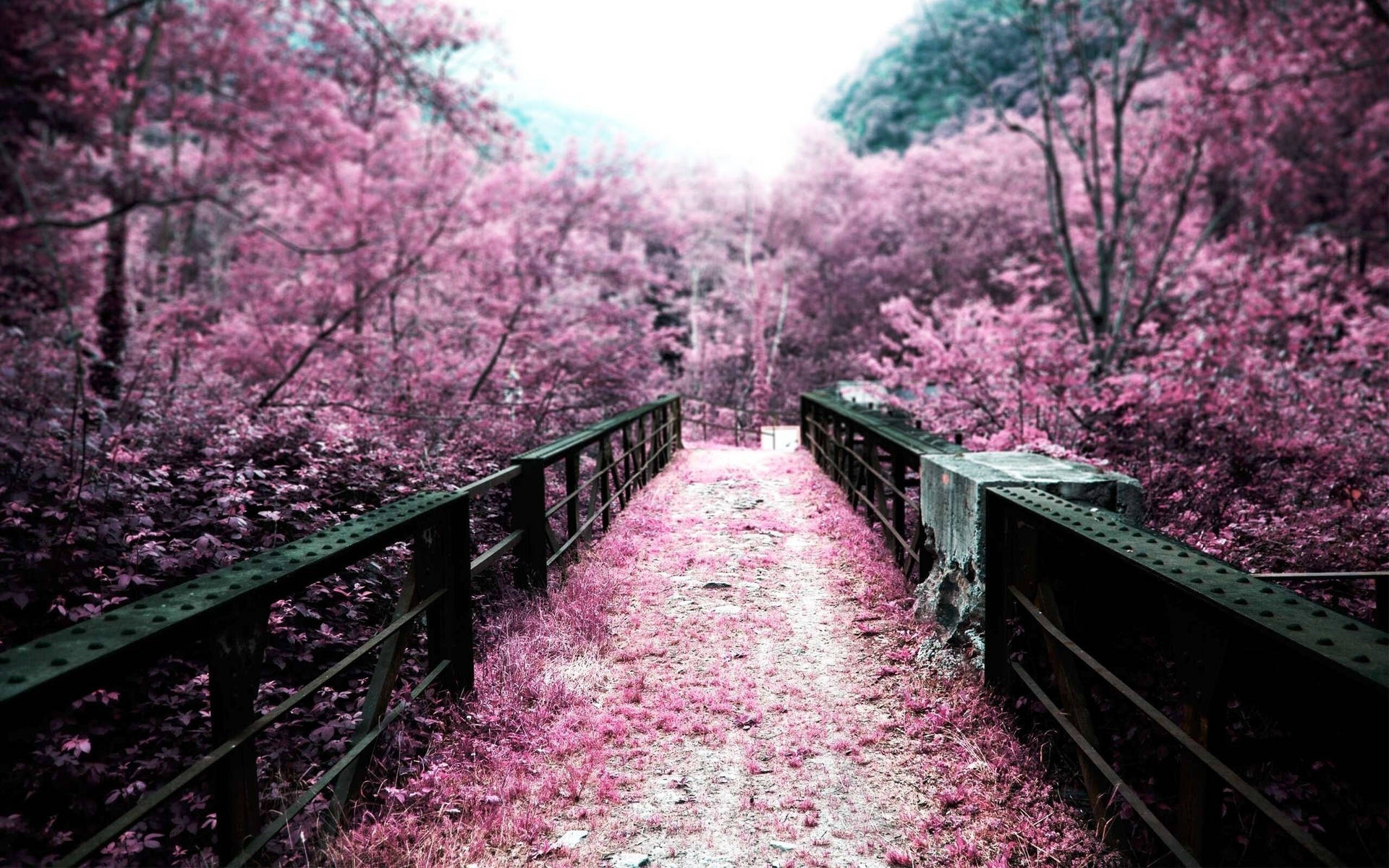 Cherry Blossom And Bridge Background