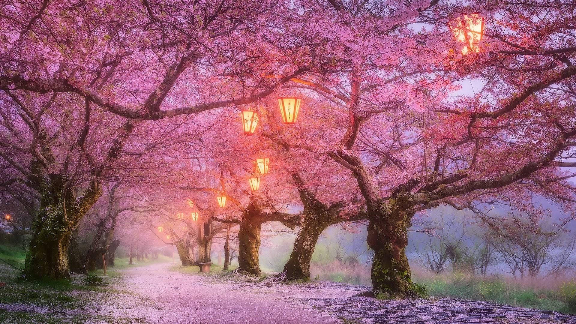 Cherry Blossom And Lamps Background