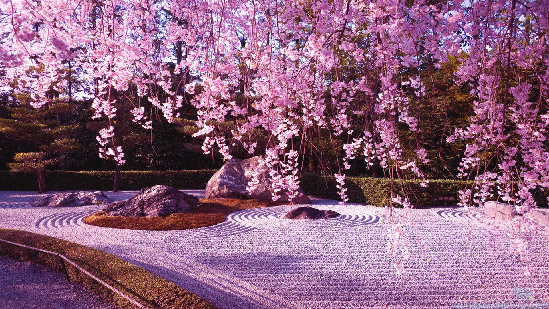 Cherry Blossom And Rock Garden Background