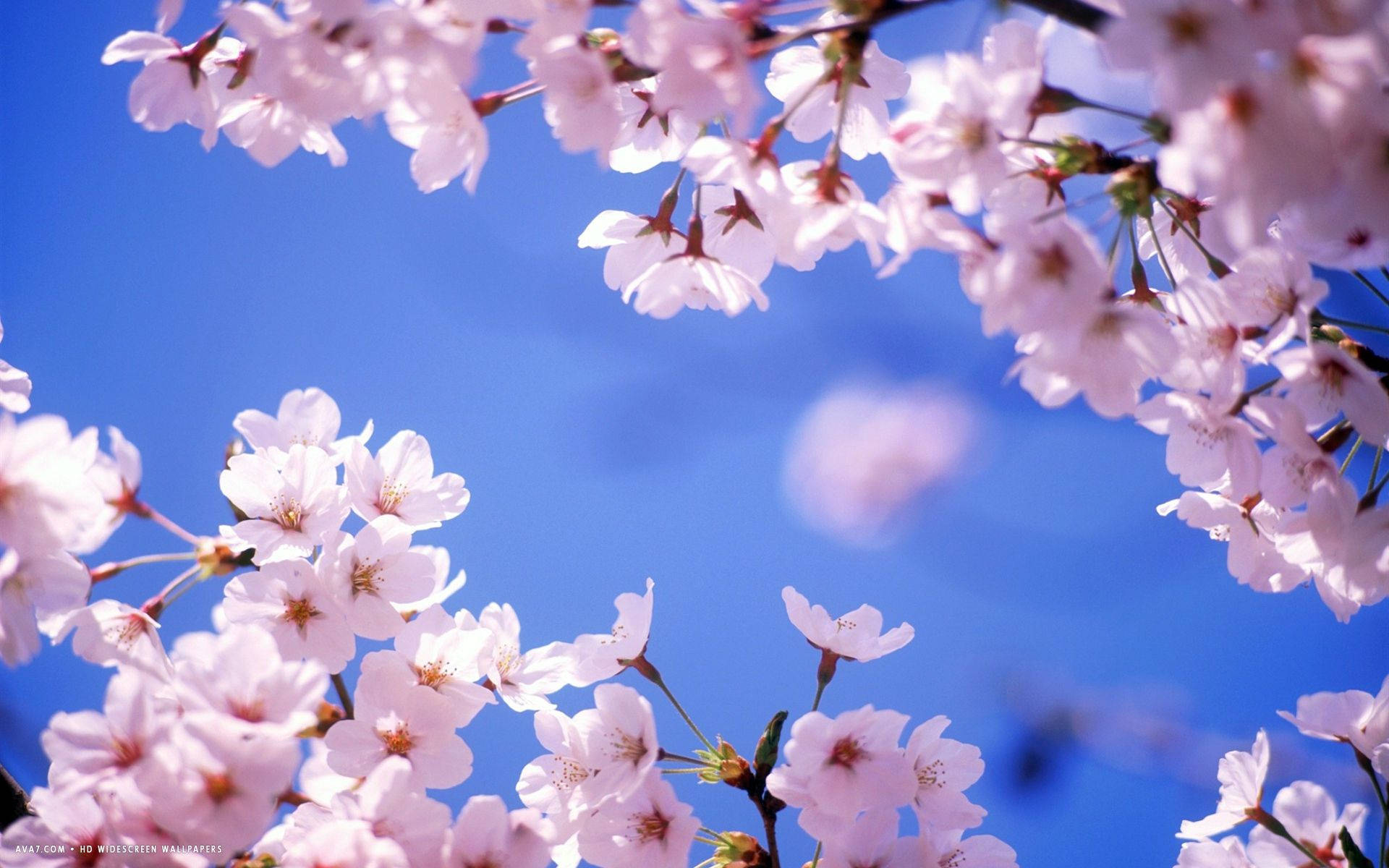 Cherry Blossom And Sky Background