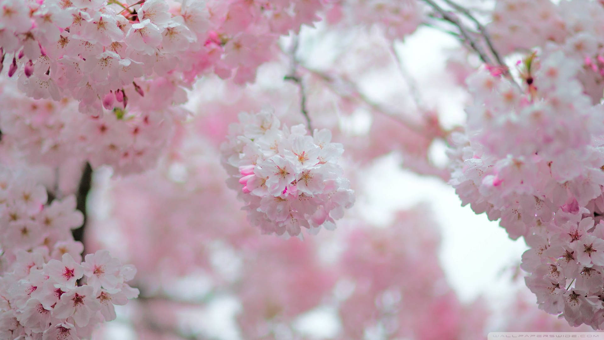 Cherry Blossom Buds Background