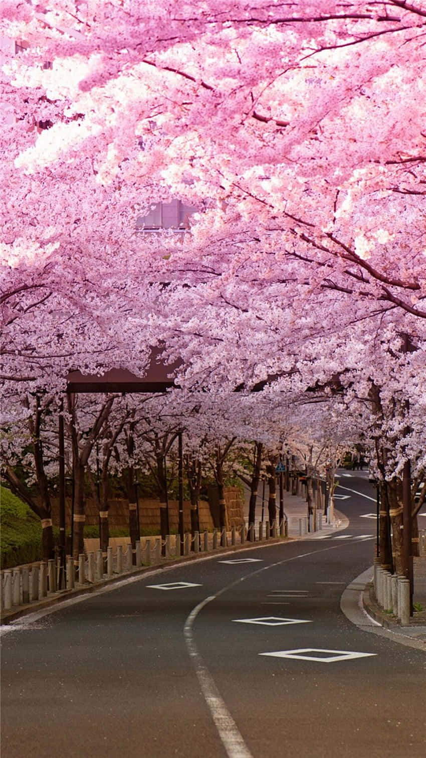 Cherry Blossom Canopy Road.jpg Background