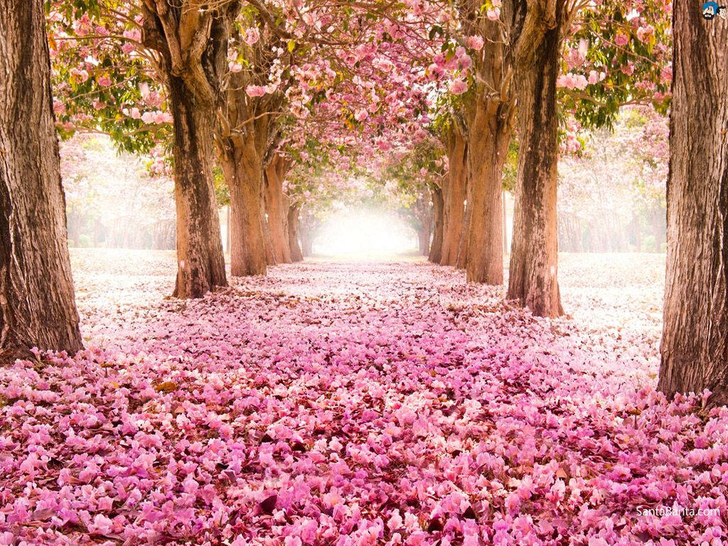 Cherry Blossom Covered Ground Background