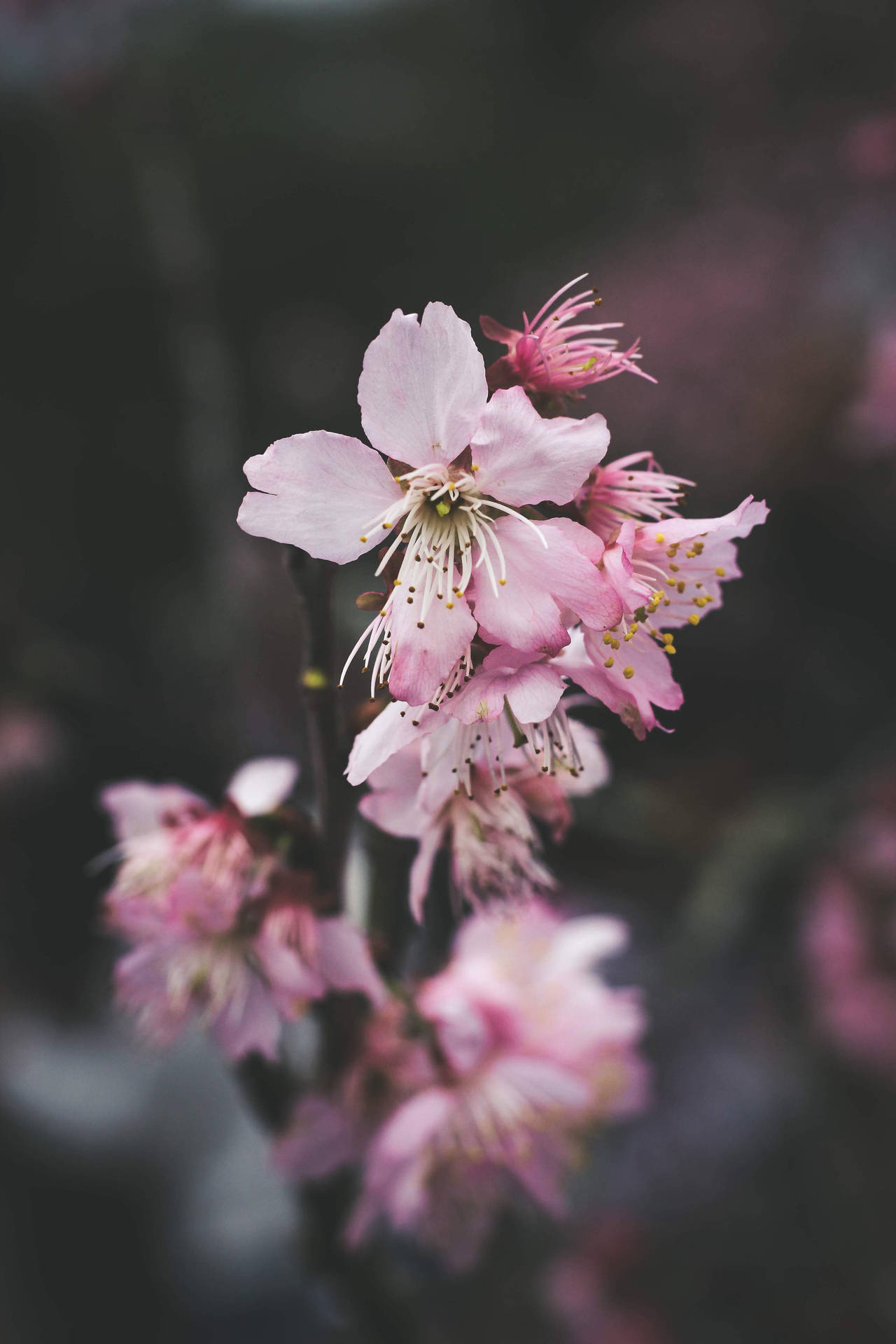 Cherry Blossom Extravaganza Background