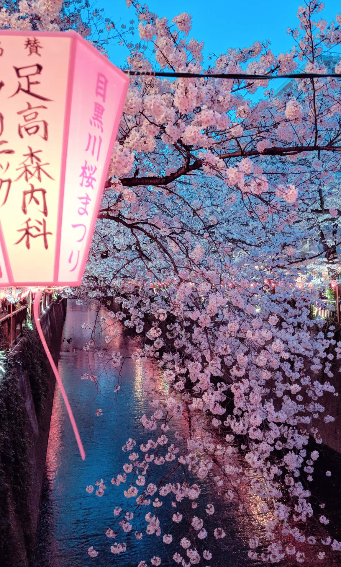Cherry Blossom Festivalat Dusk Background