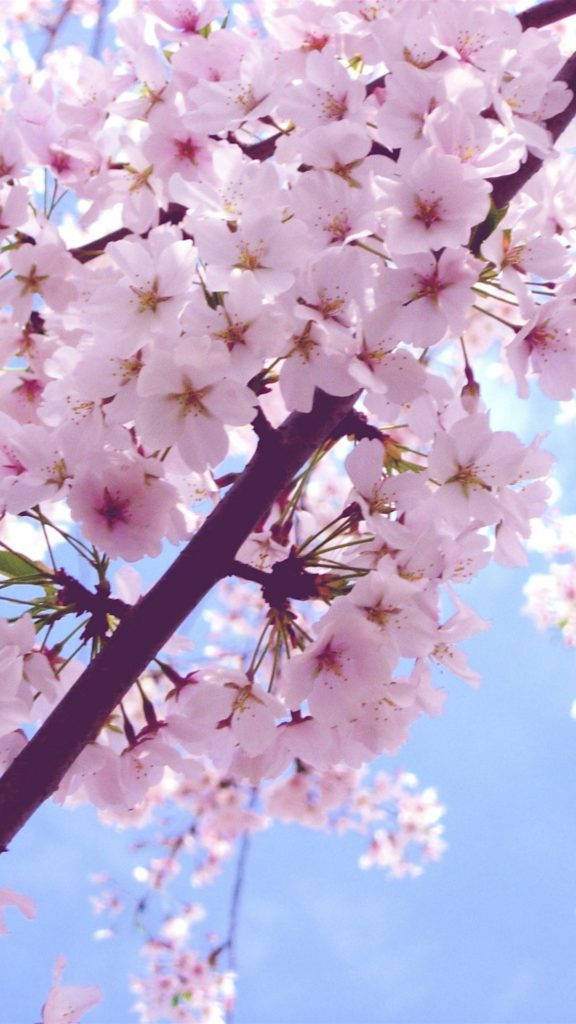 Cherry Blossom Flower Iphone Background