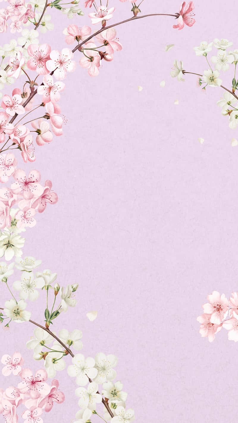 Cherry Blossom Frame Purple Background Background