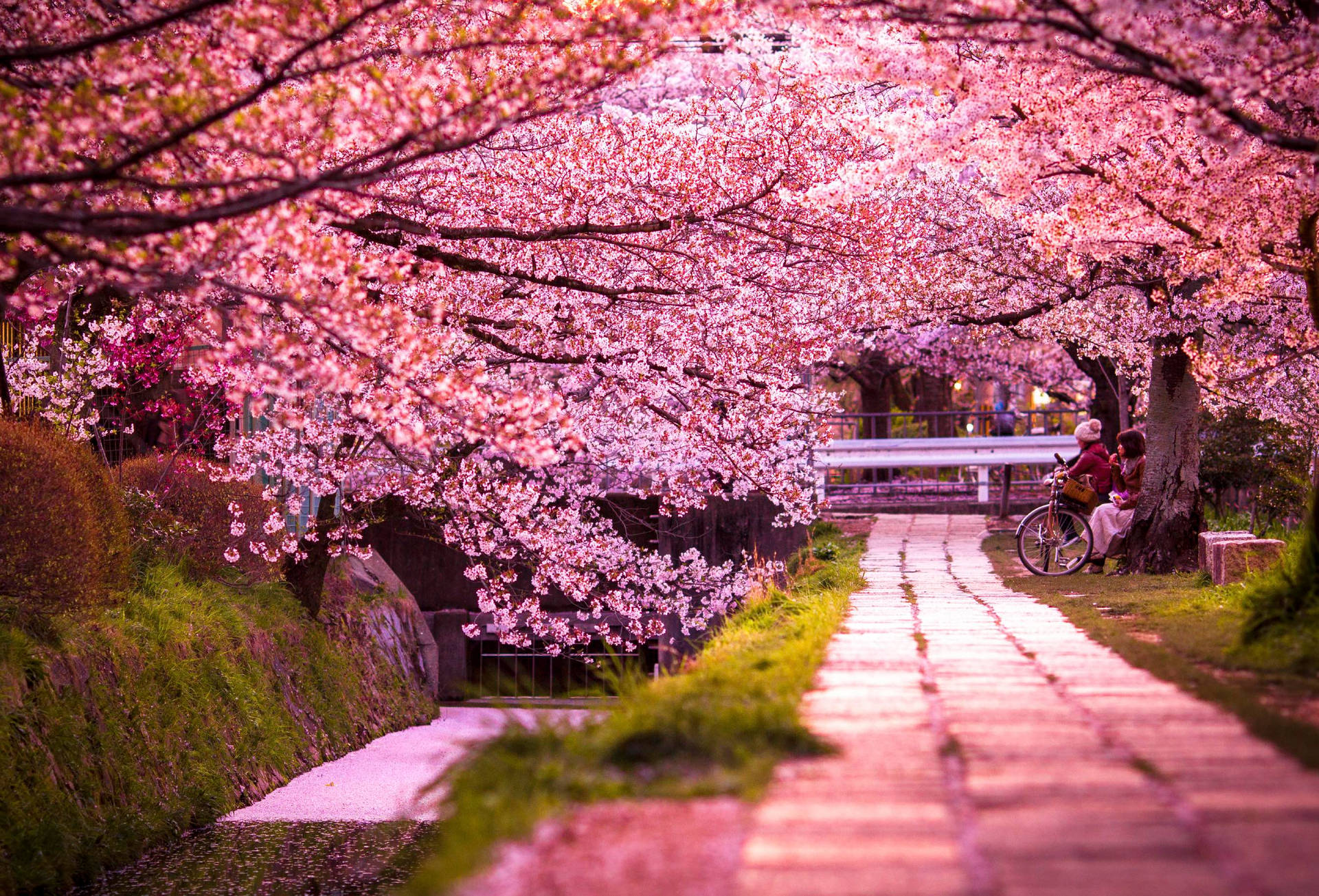 Cherry Blossom In Kyoto Background
