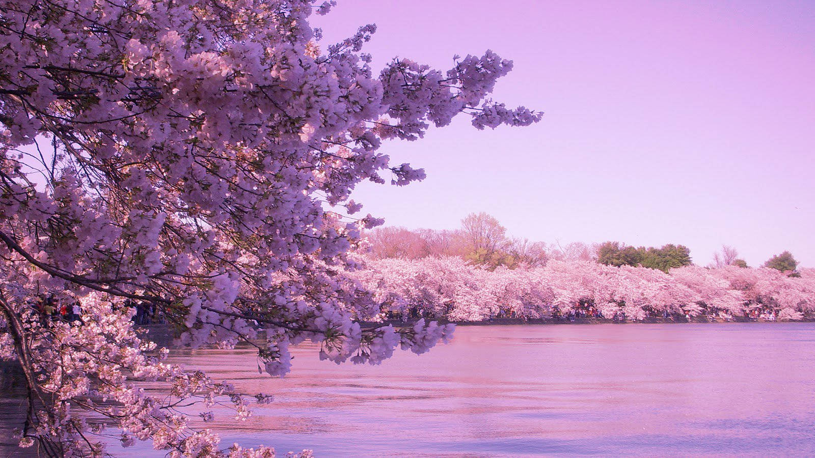 Cherry Blossom Lake Full Hd 1600x900 Background