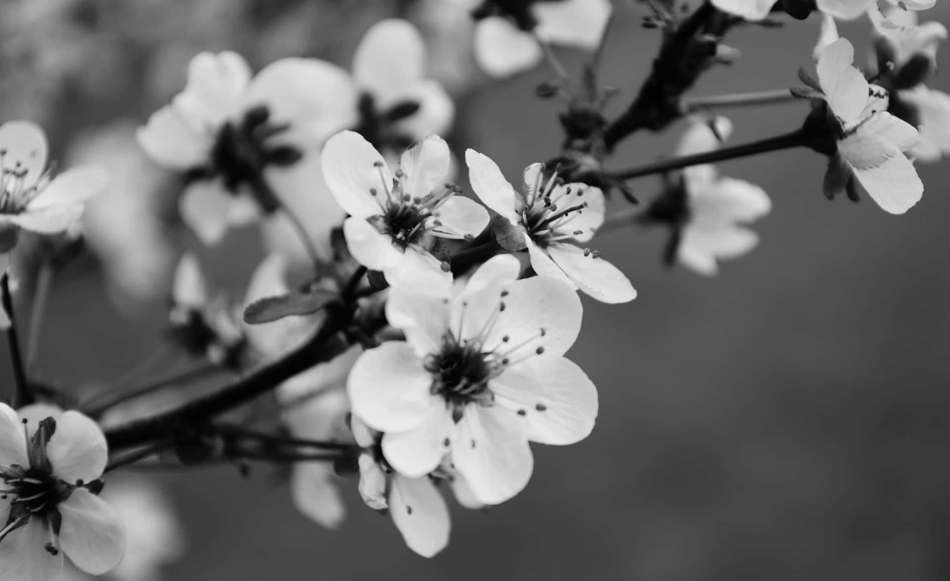 Cherry Blossom Monochrome Background