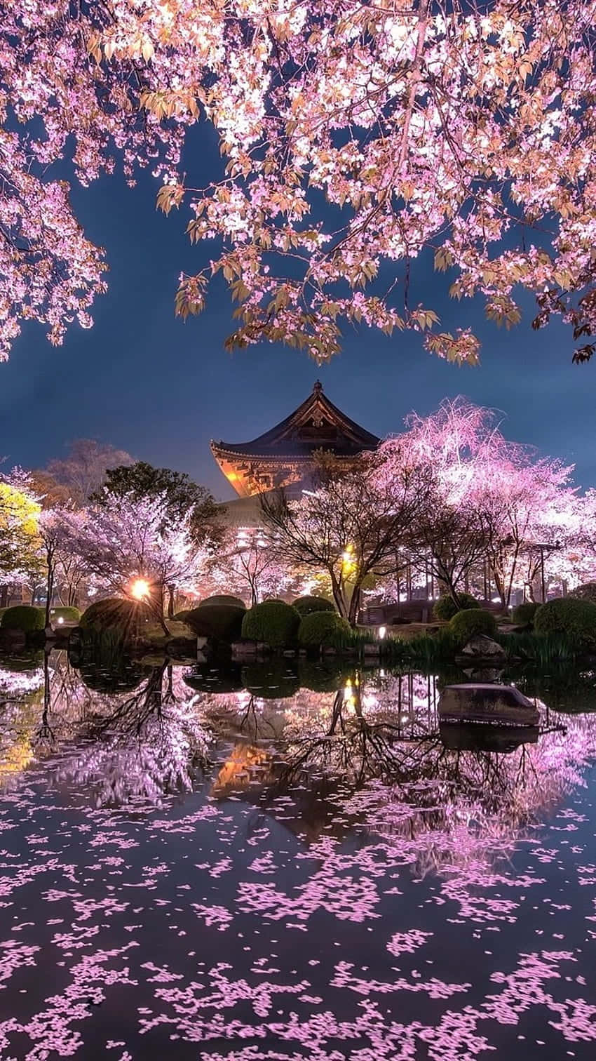 Cherry Blossom Night Reflection Background