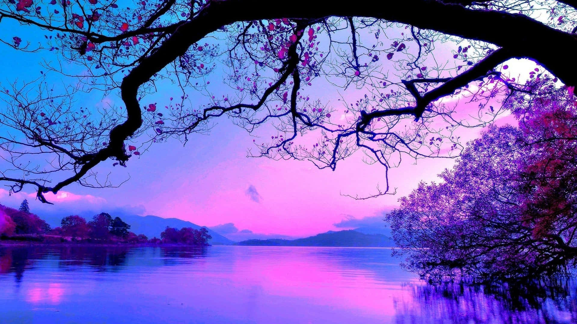 Cherry Blossom On A Blue And Purple Sunset Background