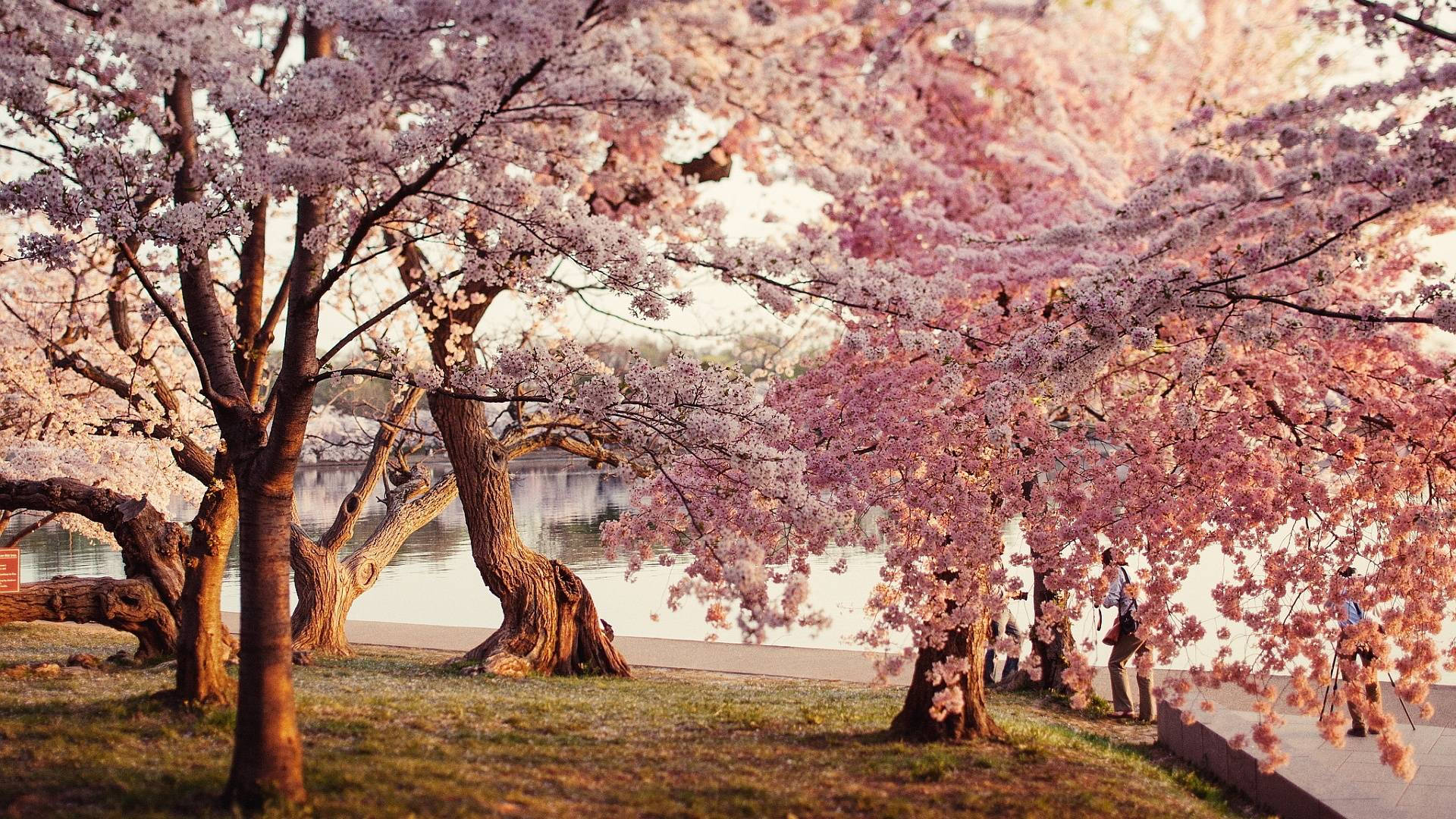 Cherry Blossom Park Background