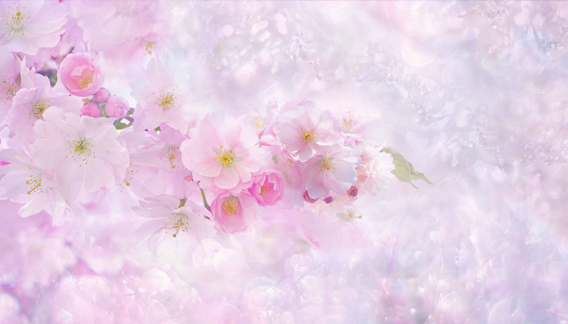Cherry Blossom Pastels Aesthetic Computer Background