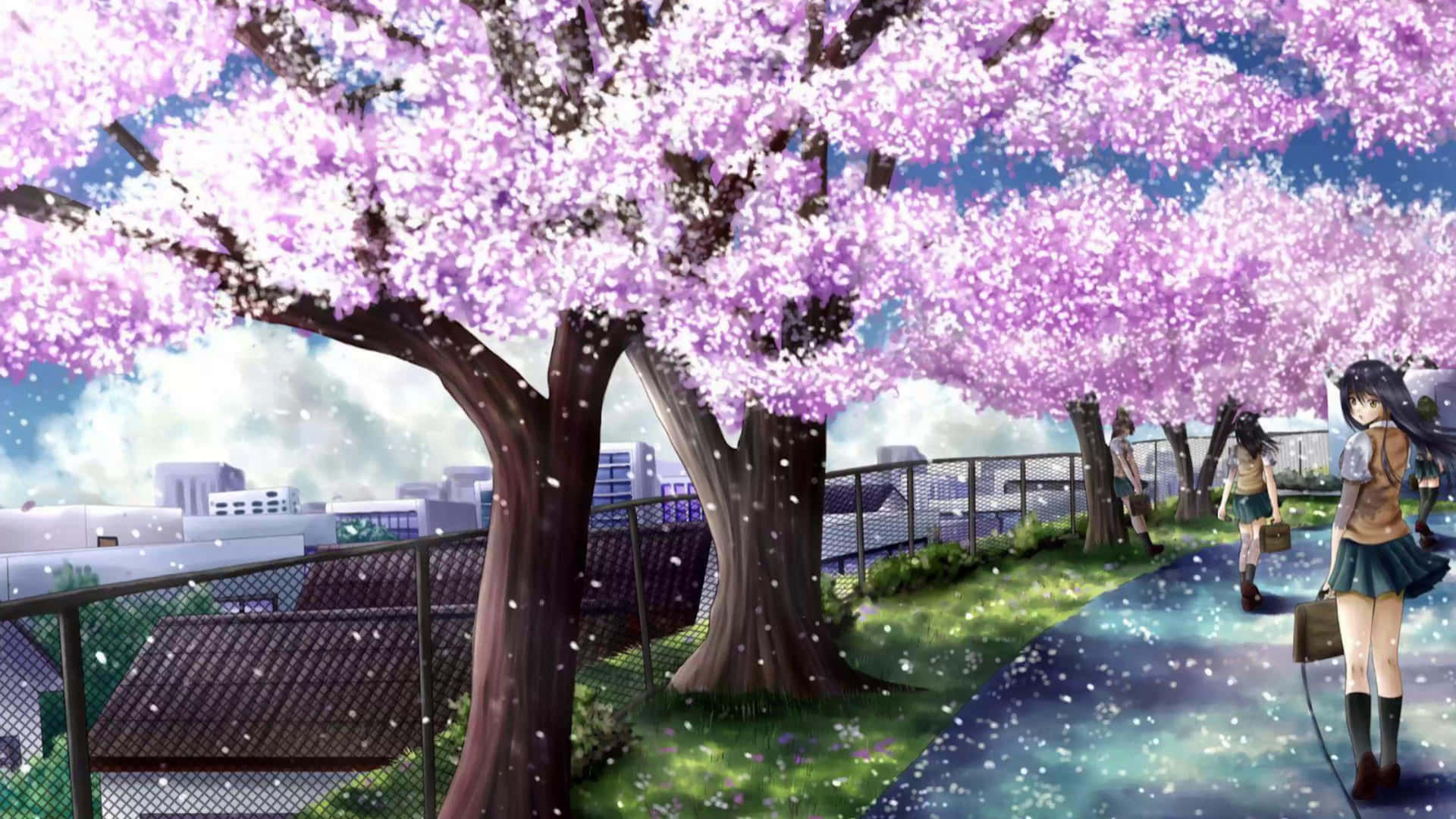 Cherry Blossom Path Anime Scene Background