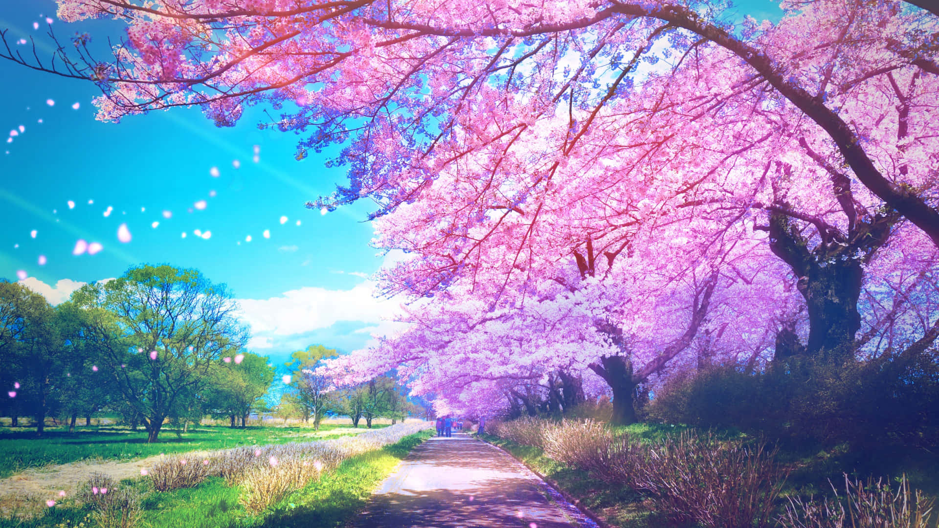 Cherry Blossom Path Anime Style Background