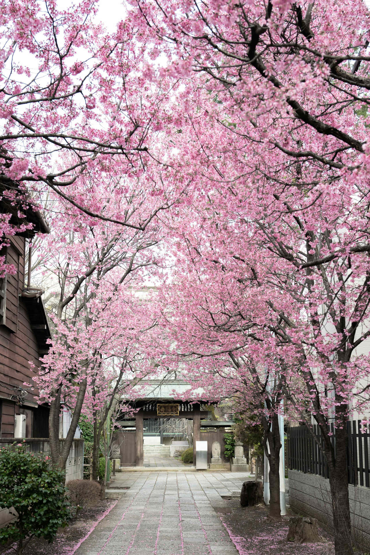 Cherry Blossom Pathway Japan Background