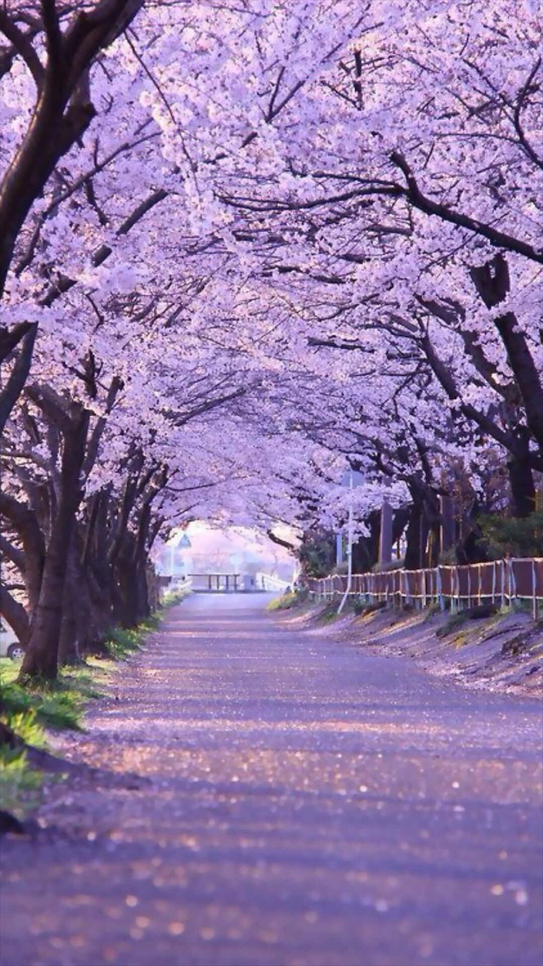 Cherry Blossom Pathway Serenity.jpg Background