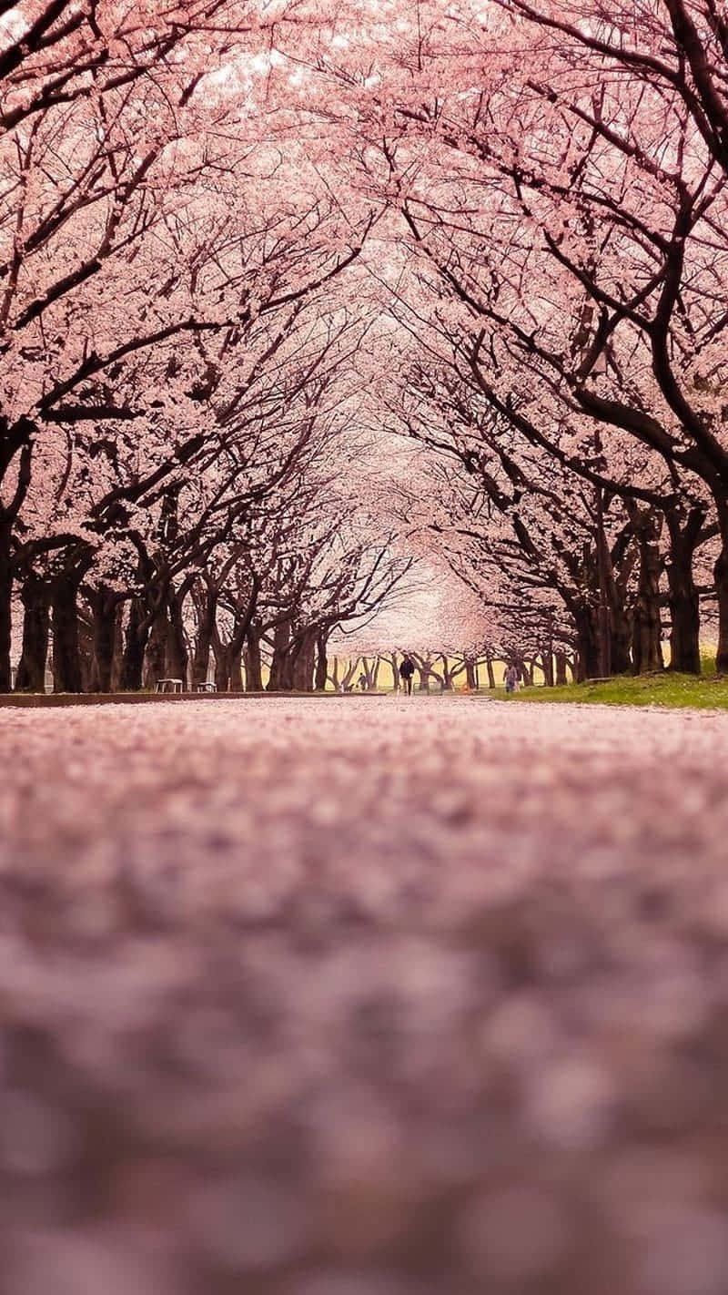 Cherry Blossom Pathway Springtime Background