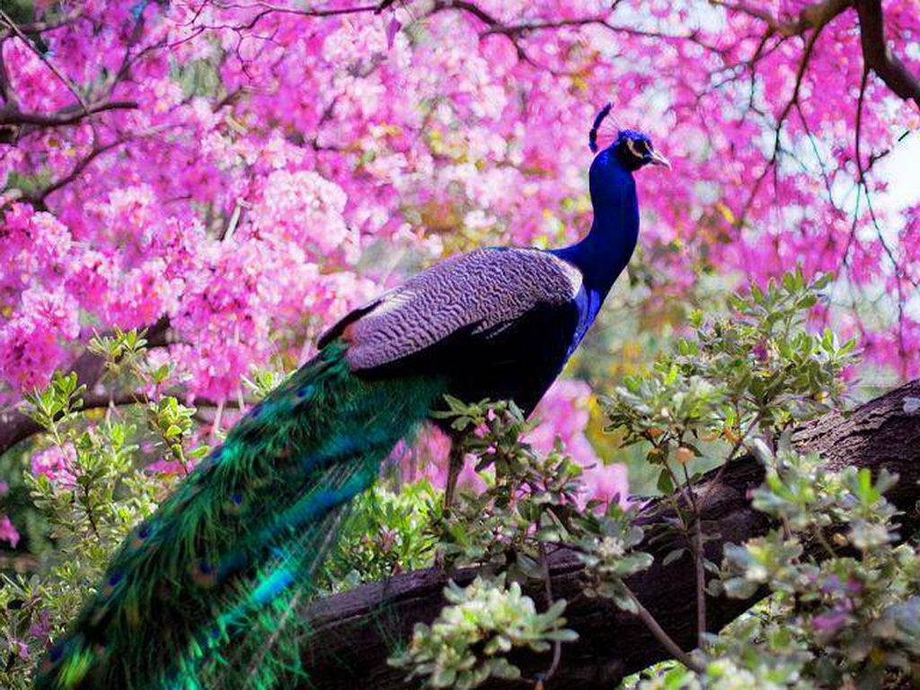 Cherry Blossom Peacock In Spring